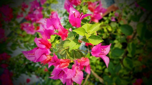 Expert Baccarat Playbook at R2P Bet Casino: From Novice to High Roller